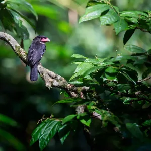 Dusky Broadbill Print - Kaeng Krachan National Park, Thailand Dusky Broadbill Print - Kaeng Krachan National Park, Thailand