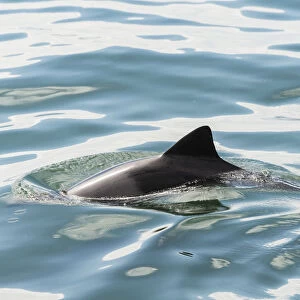 Dusky Dolphin -Lagenorhynchus obscurus- in Walvis Bay, Namibia