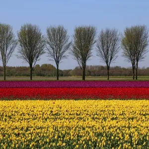 Dutch landscape in spring with tulips Dutch landscape in spring with tulips