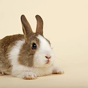 Dutch rabbit, Brown White