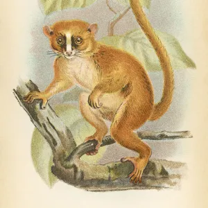 The Magical World of Illustration Poster Print Collection: Primates by Henry O. Forbes - London 1894