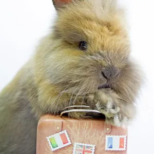 Dwarf rabbit with a suitcase to go on vacation and relax Dwarf rabbit with a suitcase to go on vacation and relax