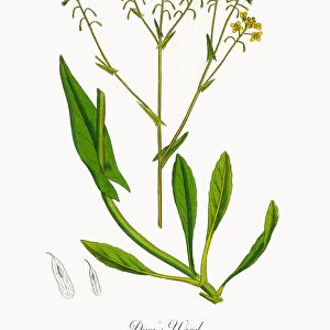 Dyeras Woad, Isatis tinctoria, Victorian Botanical Illustration, 1863