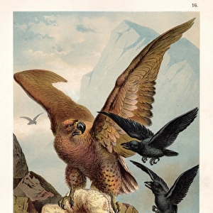 Eagle with hare illustration 1888