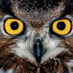 Eagle owl eyes