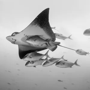 Eagle Ray And Jacks Eagle Ray And Jacks