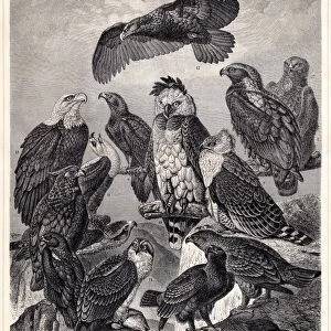 Eagles engraving 1895