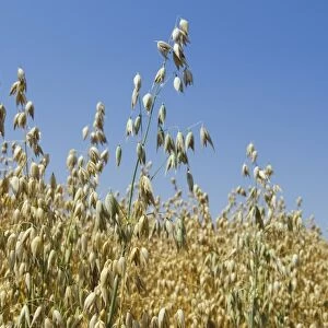 Ear of grain in a field of Oats -Avena-, Hallertau area, Mainburg, Bavaria, Germany, Europe