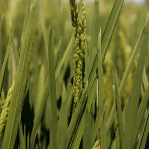 Ear of Rice -Oryza sativa-, rice paddy, rice cultivation near Pals, Basses d en Coll, Catalonia, Spain, Europe