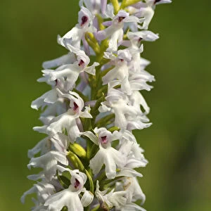 Early Marsh Orchid -Dactylorhiza incarnata Albino-, albino variant, Europe