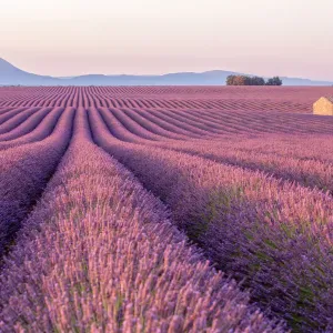 Early Morning in Provence Lavender Field Print Early Morning in Provence Lavender Field Print