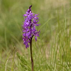 Early Purple Orchid -Orchis mascula-, Lower Engadin, Canton of Graubunden, Switzerland