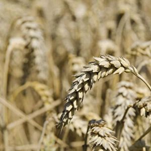 Ears of grain in a field of Wheat -Triticum-, Hallertau area, Mainburg, Bavaria, Germany, Europe