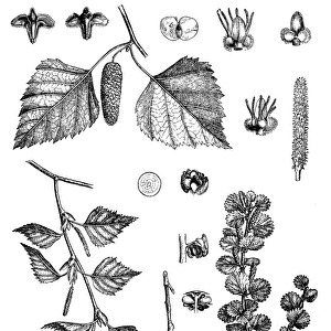 East Asian white birch, silver birch or warty birch (Betula pendula)