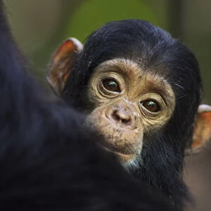 Eastern chimpanzee female baby Tarime aged 7 months peering from behind her mother