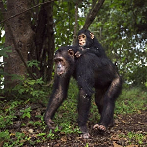 Eastern chimpanzee female Golden aged 15 years carrying her infant daughter Glamour aged 21 months on her back