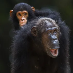 Eastern chimpanzee female Gremlin aged 42 years carrying her infant son Gizmo aged 3 years and 9 months on her back