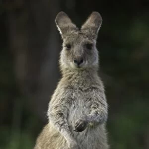 Eastern Grey kangaroo male joey