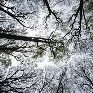 Eastern hardwood forest canopy in early spring