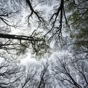 Early Spring Eastern Hardwood Forest Print