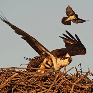 Eastern kingbird attacking osprey at nest