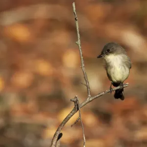 Eastern phoebe in late October Eastern phoebe in late October