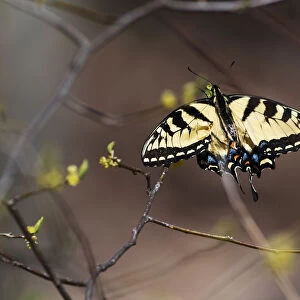 Eastern tiger swallowtail in early spring