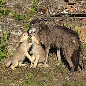Eastern Wolf -Canis lupus-, female with a begging pups, eight weeks, captive, Montana, United States