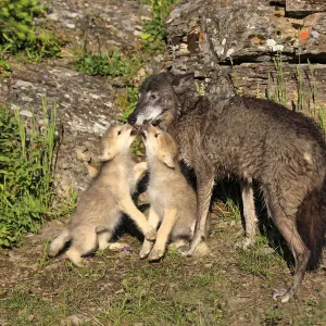 Eastern Wolf -Canis lupus-, female with a begging pups, eight weeks, captive, Montana, United States