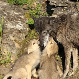 Eastern Wolf Print - Female with Begging Pups, Eight Weeks Old Eastern Wolf Print - Female with Begging Pups, Eight Weeks Old