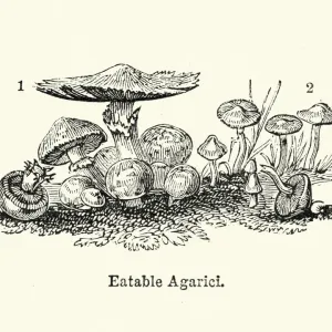 Eatable Agaricus Mushrooms Print Eatable Agaricus Mushrooms Print