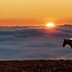Eccles Pike horse, sunset above the fog, English Peak District