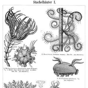 Echinoderm engraving 1895