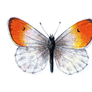 Echloe Cardamines, Orange tip butterfly