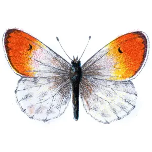 Echloe Cardamines, Orange tip butterfly Echloe Cardamines, Orange tip butterfly