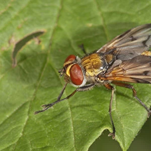 Ectophasia oblonga, Tachinid fly, Baden-Wurttemberg, Germany