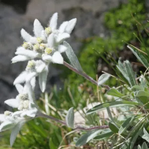 Edelweiss (Leontopodium alpinum)