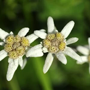 Edelweiss (Leontopodium alpinum Cass. )