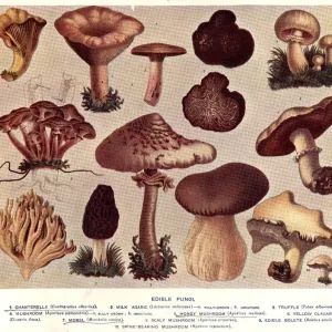Botanical Illustrations Collection: Edible Mushrooms, Victorian Botanical Illustration