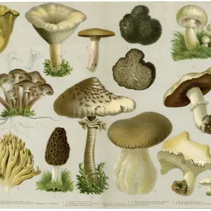 Edible Fungi Vintage Print Edible Fungi Vintage Print