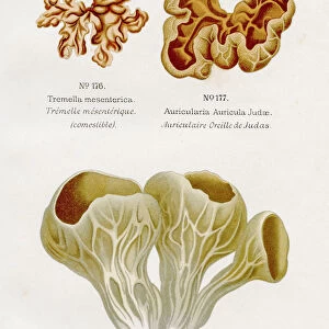 Edible mushrooms 1891