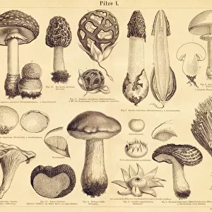 Edible Mushrooms engraving illustration