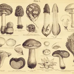 Edible Mushrooms Engraving Print Edible Mushrooms Engraving Print