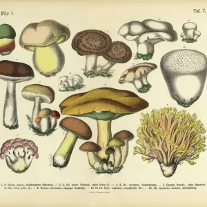 Botanical Illustration Prints: Edible Mushrooms, Victorian Botanical Illustration