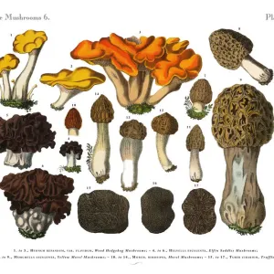 Edible Mushrooms, Victorian Botanical Illustration Edible Mushrooms, Victorian Botanical Illustration