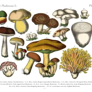 Edible Mushrooms, Victorian Botanical Illustration Edible Mushrooms, Victorian Botanical Illustration
