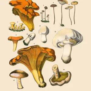 Edible Mushrooms, Victorian Botanical Illustration Edible Mushrooms, Victorian Botanical Illustration