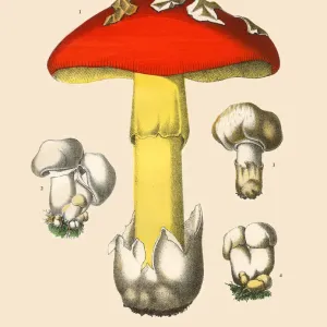 Edible Mushrooms, Victorian Botanical Illustration Edible Mushrooms, Victorian Botanical Illustration