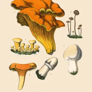 Edible Mushrooms, Victorian Botanical Illustration Edible Mushrooms, Victorian Botanical Illustration
