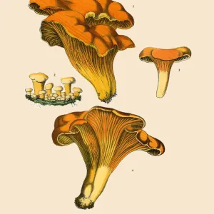 Edible Mushrooms, Victorian Botanical Illustration Edible Mushrooms, Victorian Botanical Illustration